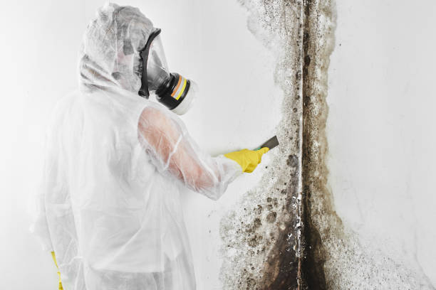 Mold Testing and Removal in Cohoes, NY