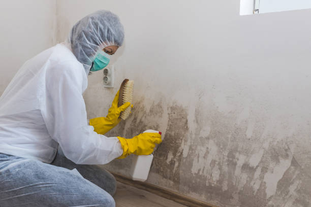 Best Attic Mold Removal  in Cohoes, NY