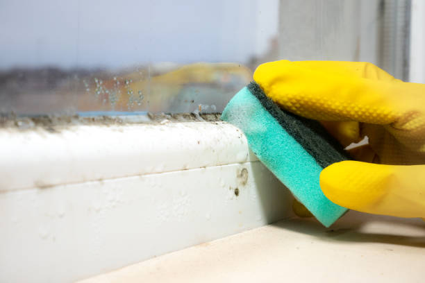 Office Mold Removal Services in Cohoes, NY