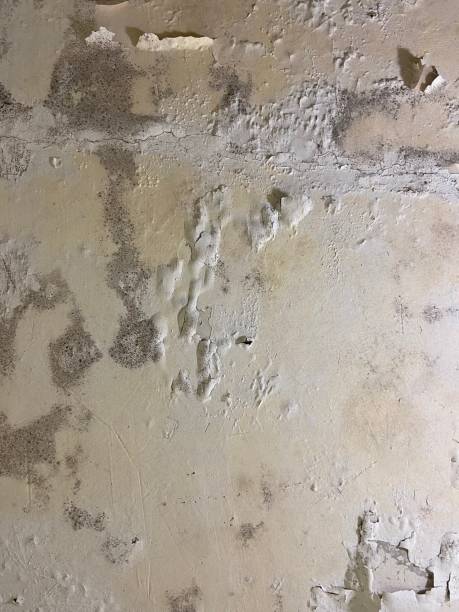 Certified Mold Removal in Cohoes, NY