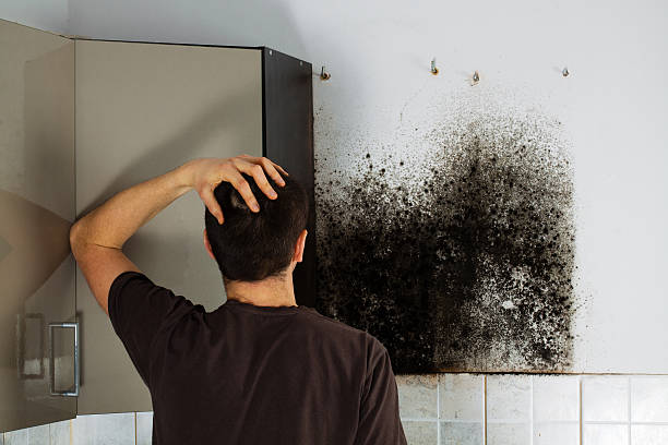 Best Mold Removal Company Near Me  in Cohoes, NY