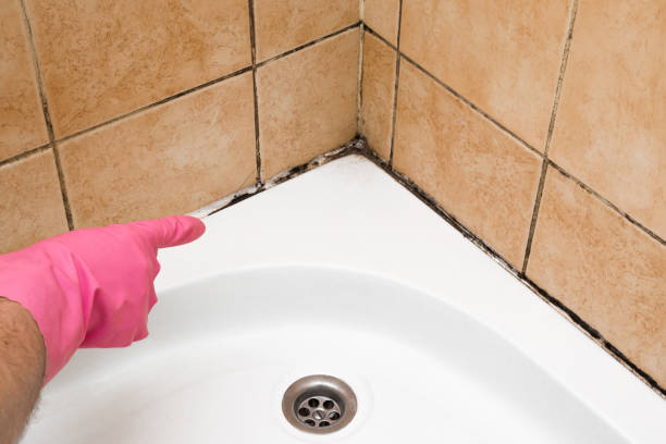 Best Commercial Mold Removal  in Cohoes, NY